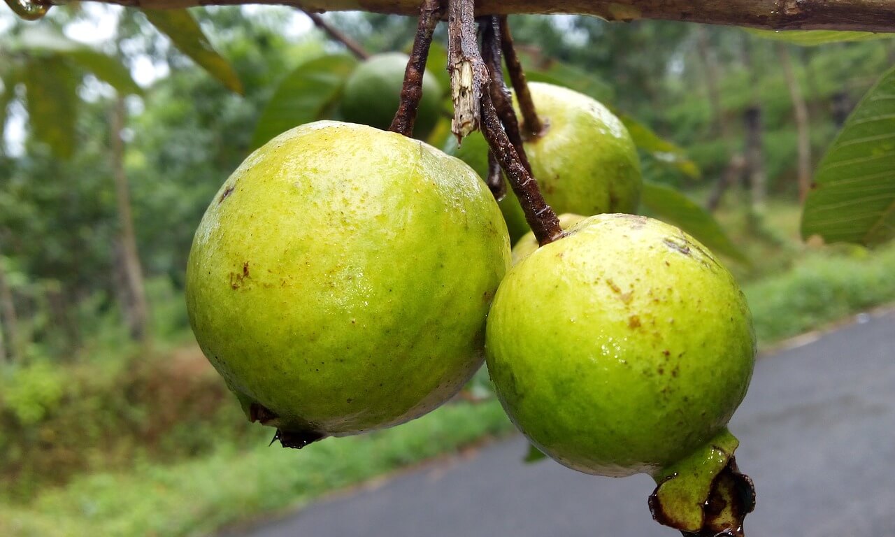 Read about amazing health benefits of guavas which have high nutritional value & provide essential vitamins, antioxidants, minerals & fiber.