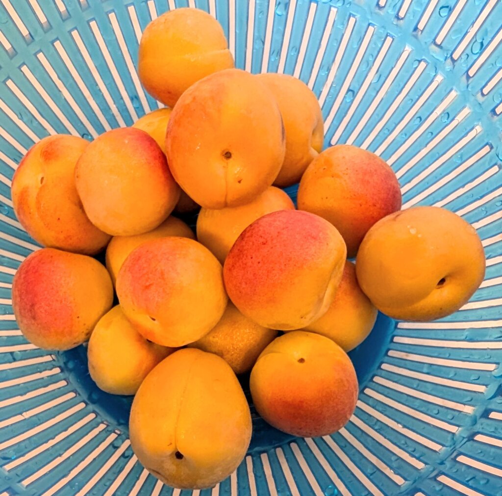 Apricot Jam Recipe Step By Step Instructions 1